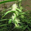 weibliche Hanf (Cannabis) Blüten