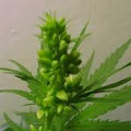 männliche Hanf (Cannabis) Blüten