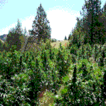Outdoor Hanf