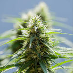 Cannabis Sorte 1