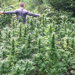 Outdoor Hanfpflanzen