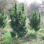 Outdoor Cannabis