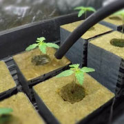 Cannabissämlinge in Steinwollwürfel werden bewässert