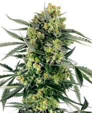 Blueberry Zkittlez Automatic Hanfsamen