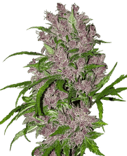 Purple Bud Automatic Hanfsamen