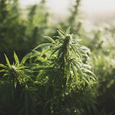 Cannabis Anbau Outdoor