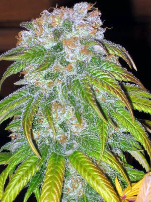 Erntereife Cannabis Hanfblüte Marihuana Buds