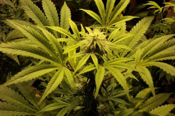 Hanfpflanze in Blüte und unter einer Natriumdampf Lampe
