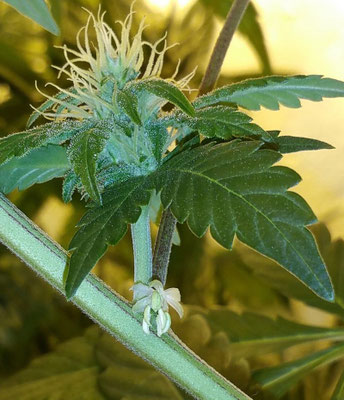 weibliche cannabis blüte mit männlicher cannabis blüte (zwitter)