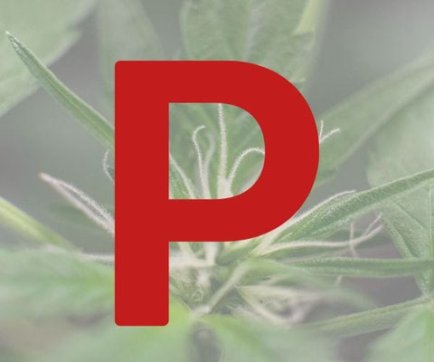 Phosphor für die Blütephase von Cannabis