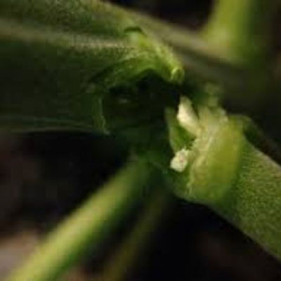 gebrochener cannabis ast