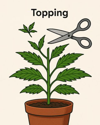 Topping Illustration