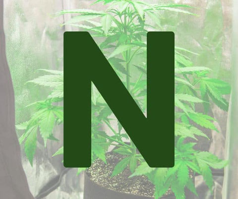 Stickstoff für die vegetative Phase von Cannabis