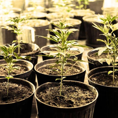 Cannabis Klone zur Geschelchtsbestimmung