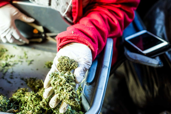 cannabis ernten