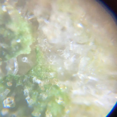 cannabis trichome unter der Lupe Bild1