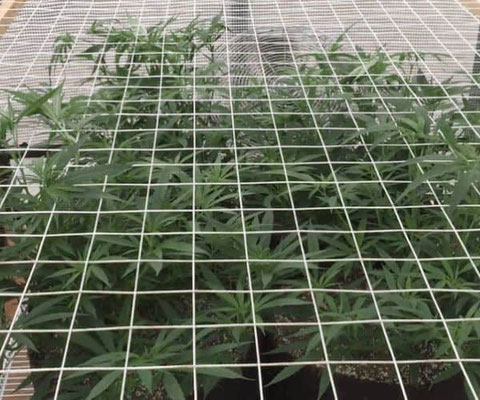 Scrog