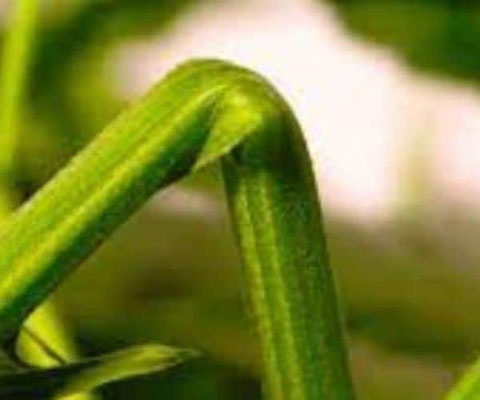 Supercropping Cannabis