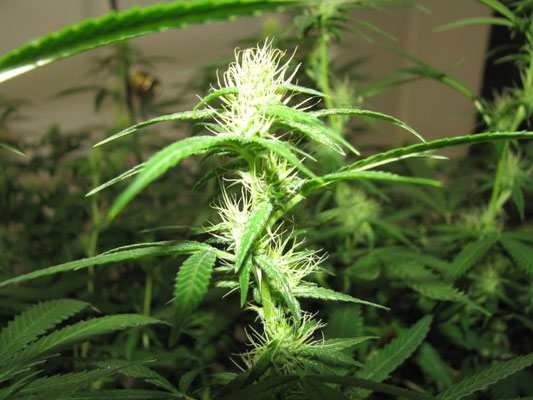 weibliche Hanf (Cannabis) Blüten