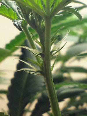 weibliche cannabis blüte (vorblüte)