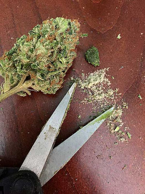 cannabis trimmen trocken