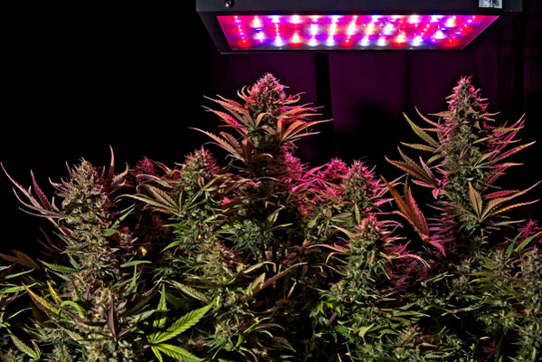Indoor Cannabis