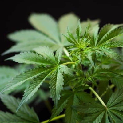 cannabis indica