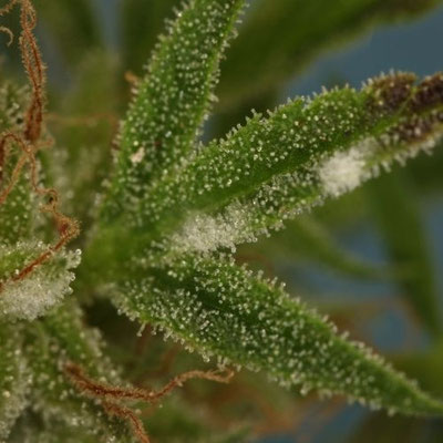 Mehltau bei Cannabis