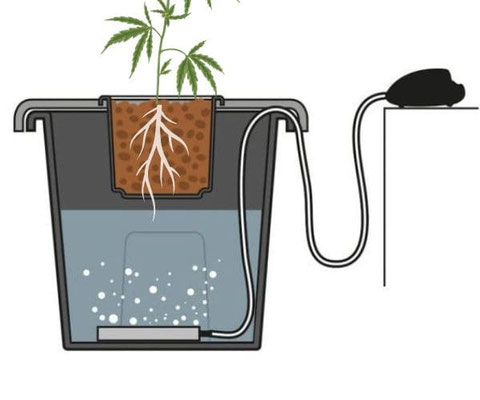 DWC-Hydrosystem mit Cannabispflanze im Querschnitt