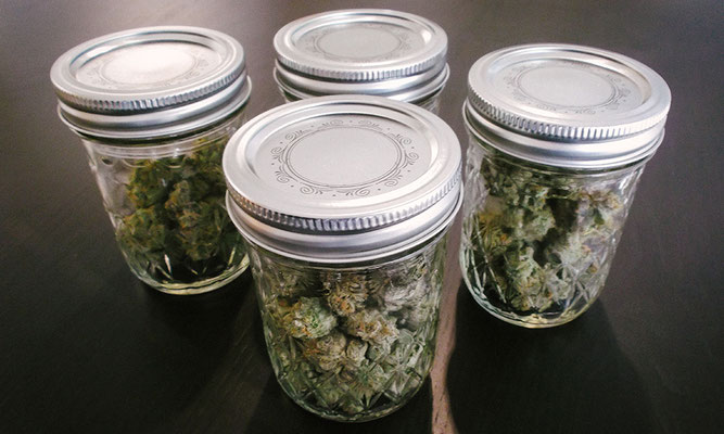 Cannabis Blüten in Gläsern