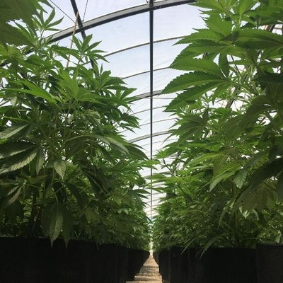 Cannabis Anbau Gewächshaus
