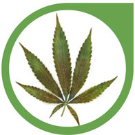 Molybdän (MO) Mangel bei Cannabis - Erkennen und beheben