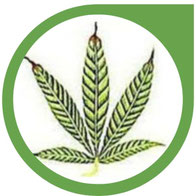 Zink (Zn) Mangel bei Cannabis erkennen & beheben