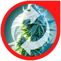 Autoflowering Cannabis das ganze Jahr anbauen - Vom Frühling bis zum Herbst & mehrfach ernten