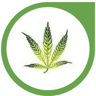 Mangan (Mn) Mangel bei Cannabis - erkennen und beheben