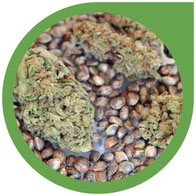 Zu Cannabis Samen, dem THC-Wert, der Genetik & der Lagerung