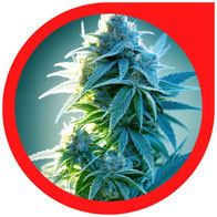 Den besten Autoflowering-Cannabis Sorten für den Outdoor Anbau