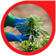 Wie man Autoflowering-Cannabis im Freien anbaut - Autoflowering Outdoor Anbau Anleitung