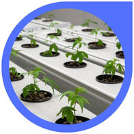 Cannabis hydroponisch anbauen - Übersicht an hydroponischen Anbau Methoden von Cannabis