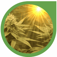 Die optimale Beleuchtung für Cannabis Pflanzen - Anleitung