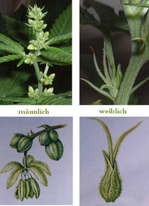 weibliche Hanf (Cannabis) Blüten, männliche  Hanf (Cannabis) Blüten