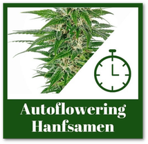 Autoflowering Hanfsamen