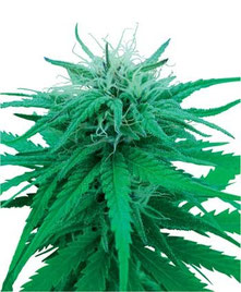Hanf Cannabis Ruderalis