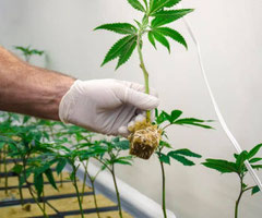 Cannabis Steckling in Steinwolle