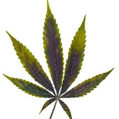 Kupfermangel cannabis spätes Stadium