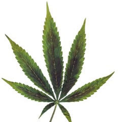 Kupfermangel cannabis fortgeschrittenes Stadium
