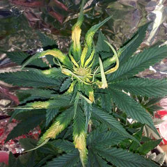 Cannabis durch Lampe verbrannt