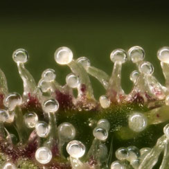 trübe trichome