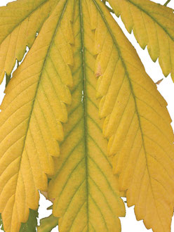 Stickstoffmangel Gelbes Hanfblatt