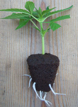 Hanfsteckling - Cannabis Klon